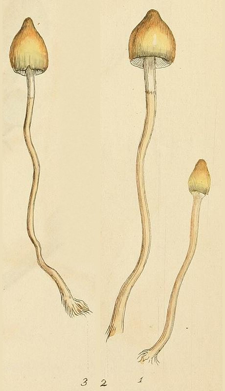 Hand-coloured drawing of three Liberty Cap mushrooms, with pointed yellow-brown caps on long wavy stems