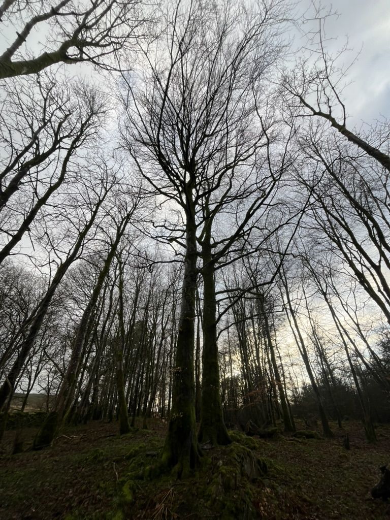 Tall bare trees with mossy trunks against a pale winter sky